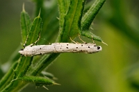Yponomeuta padella